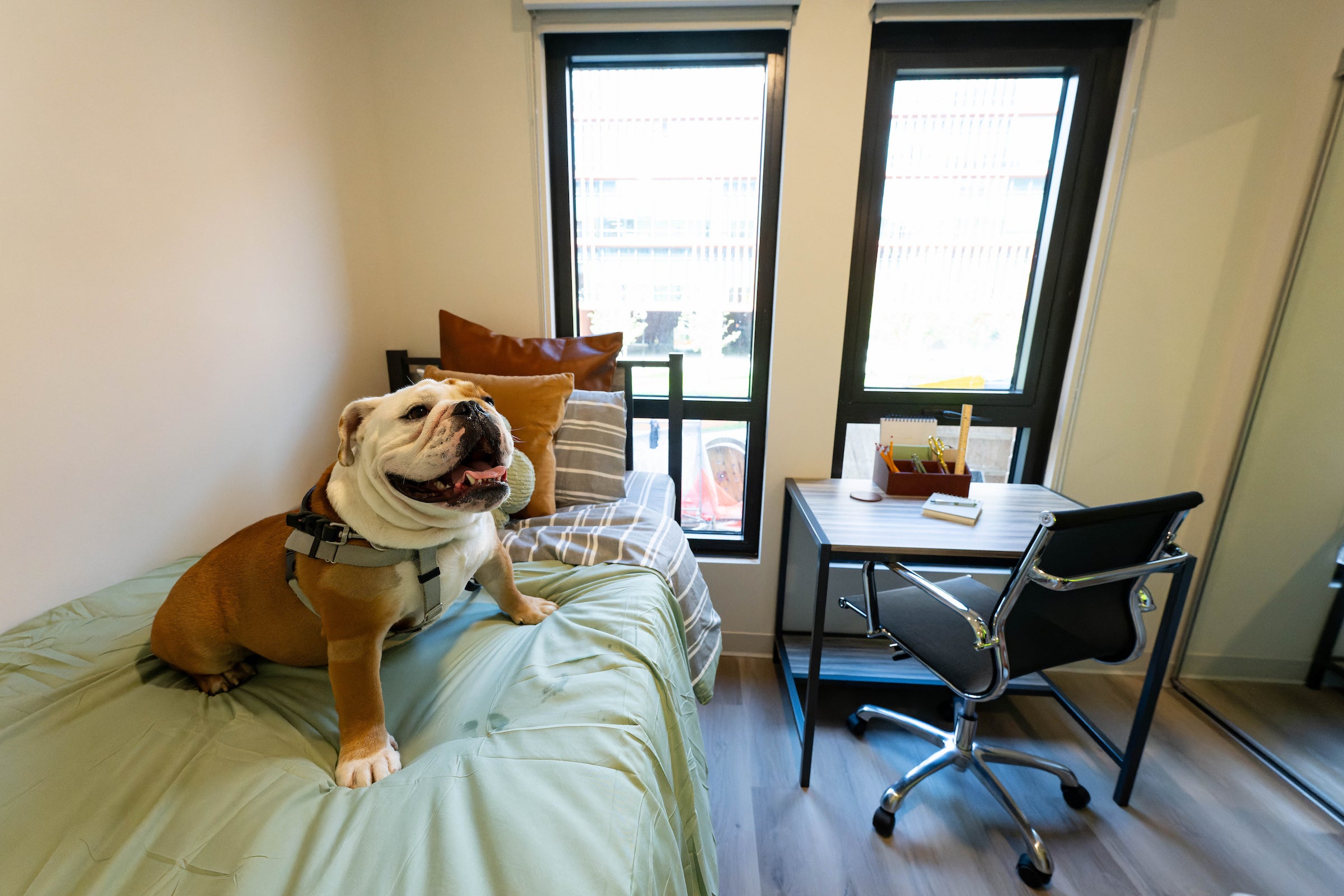new apartment bedroom with a desk and twin bed. Jack the bulldog is sitting on the bed.