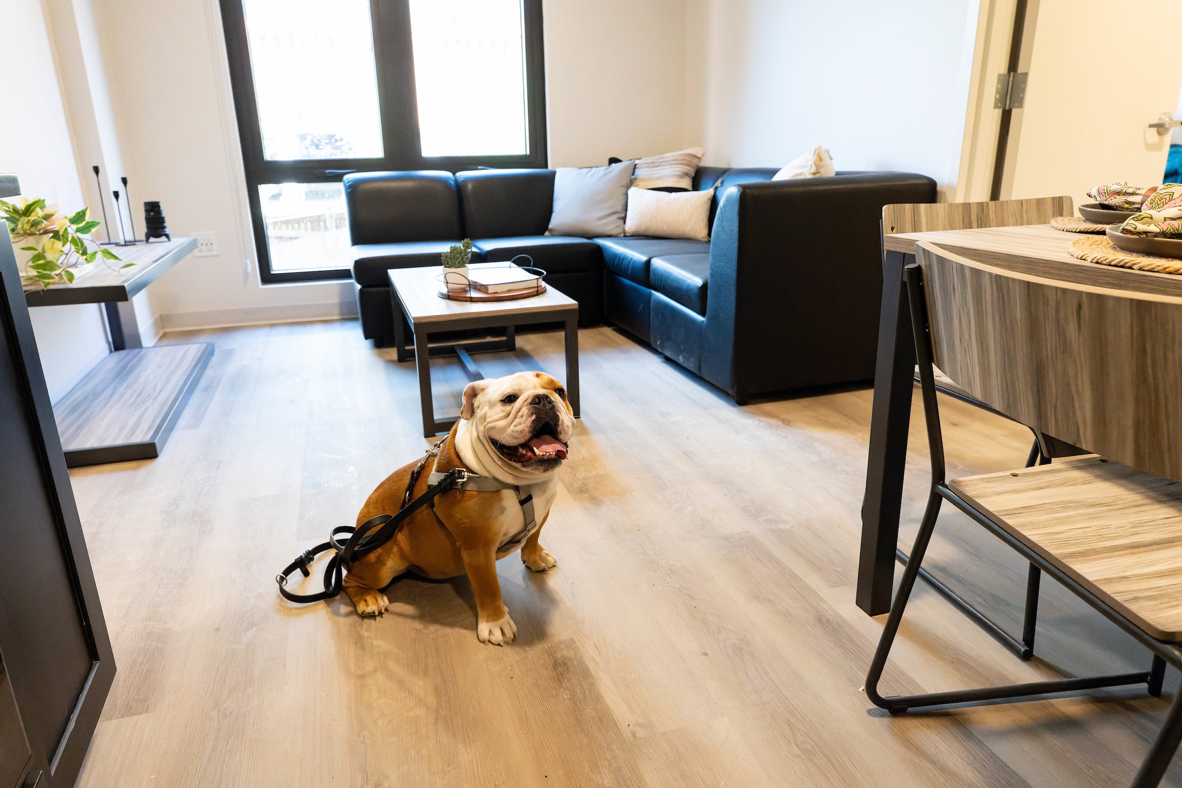 new apartment interior with a black leather couch and coffee able. Jack the bulldog sits in the center on the floor.