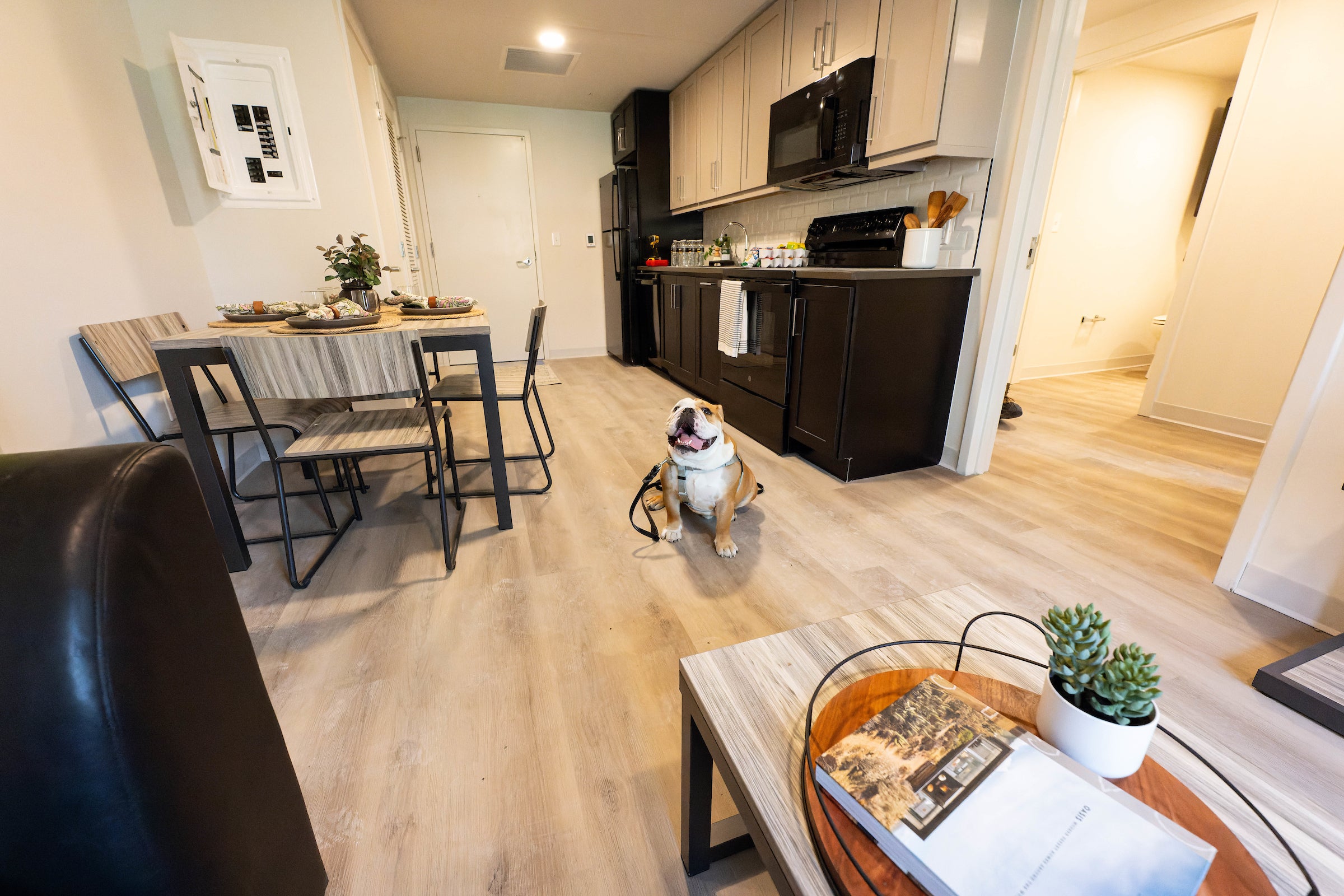 new apartment interior with table and kitchen featuring Jack the bulldog sitting